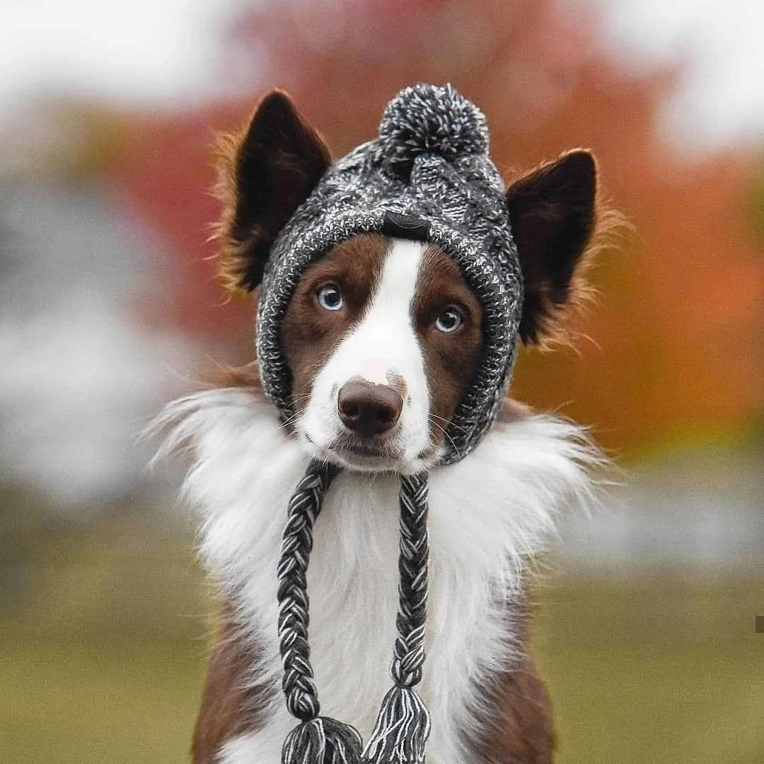 Pawtique Fashion Classic Knitted Beanie